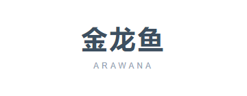 金龙鱼